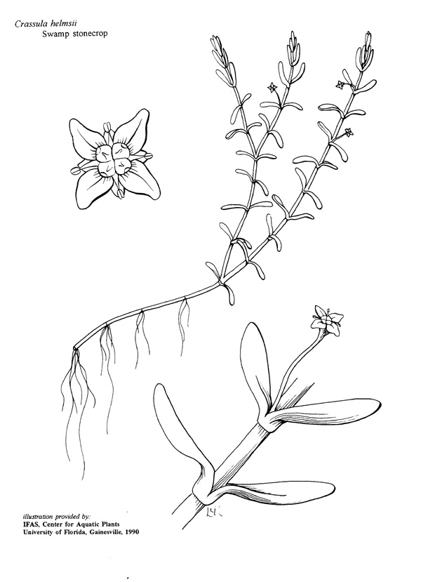 600x829 plant line drawings ufifas center for aquatic and invasive plants - Water Line Drawing