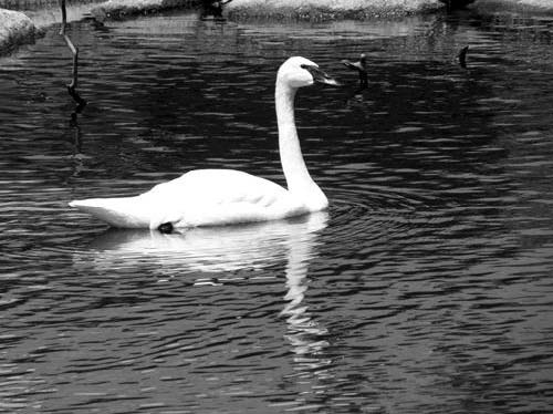 500x374 How To Draw Water In Pencil - Water Pencil Drawing