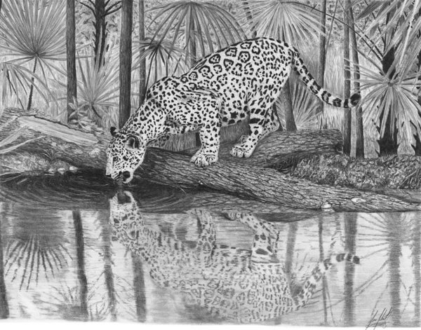 600x471 Jaguar Drinking Water Drawing Poster - Water Reflection Drawing