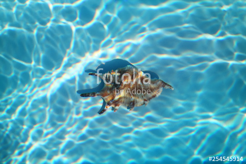 500x334 defocused water texture in the water is a shell, layout, mock up - Water Texture Drawing