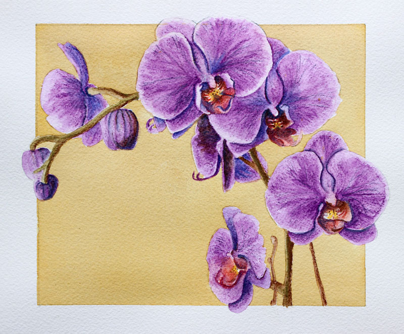 800x662 how to use watercolor pencils - Watercolor Drawing