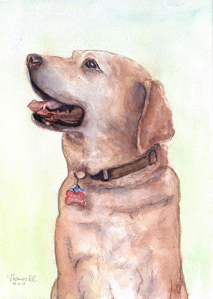 712x1000 a commissioned drawing of a dog called liberty in watercolor - Watercolor Drawing