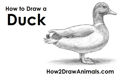 500x315 how to draw a duck - Waterfowl Drawings