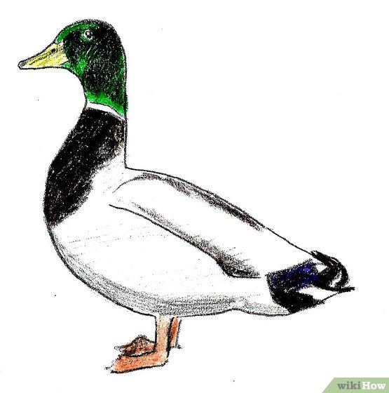 Waterfowl Drawings at Explore collection of