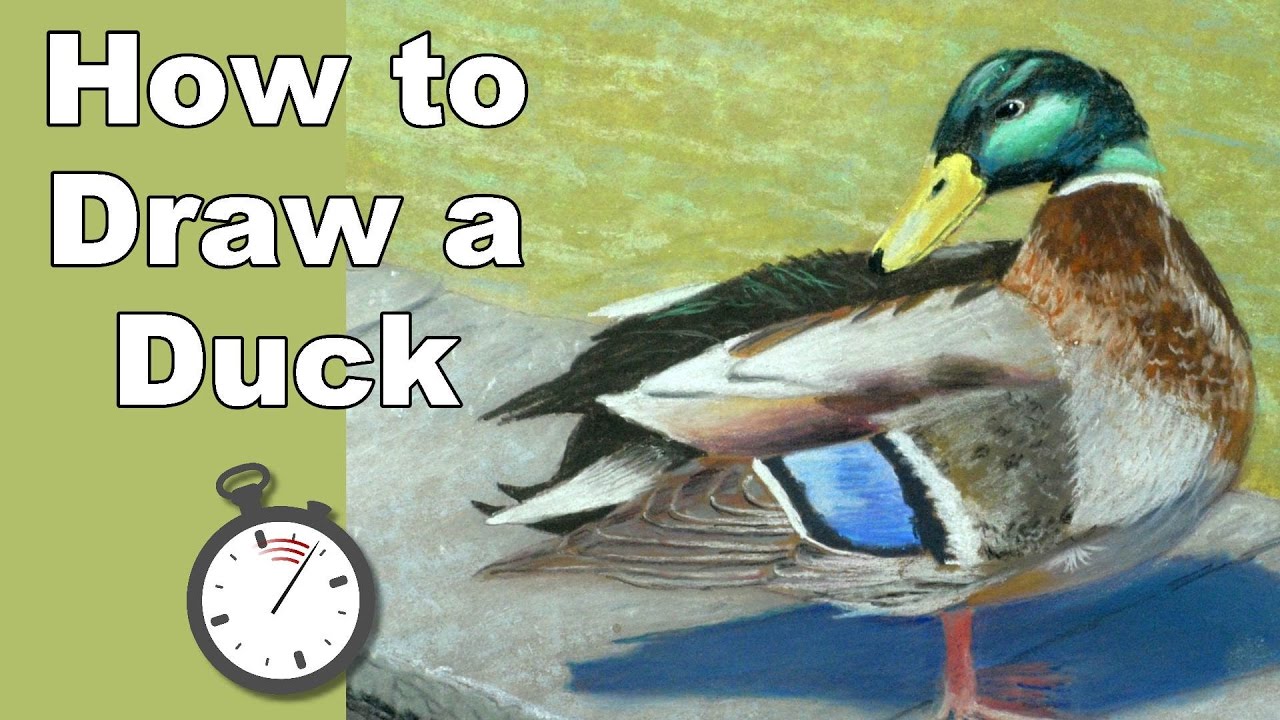 1280x720 how to draw a mallard duck - Waterfowl Drawings