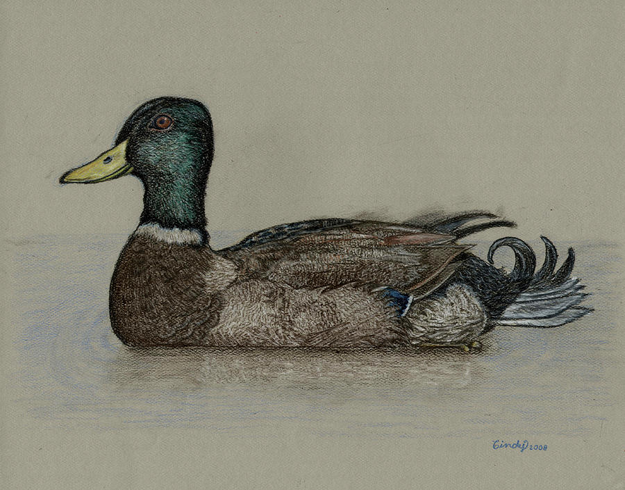 900x705 mallard duck drawing - Waterfowl Drawings