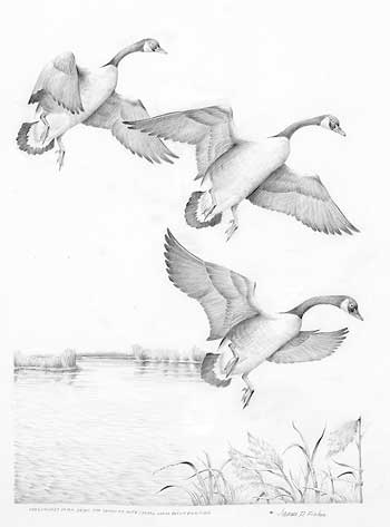 350x473 original pencil drawings wild wings - Waterfowl Drawings