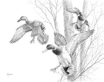 350x276 pencil drawing i like the front most duck duck tattoo duck - Waterfowl Drawings