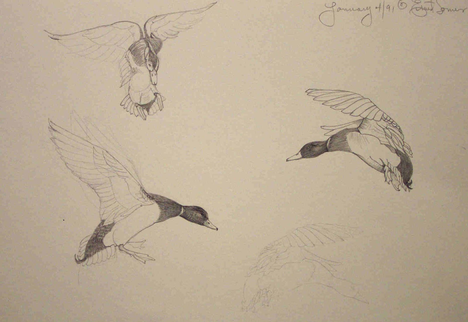 1600x1101 time spent making art painting drawing waterfowl - Waterfowl Drawings