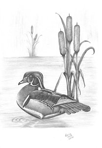 208x300 waterfowl drawings fine art america - Waterfowl Drawings