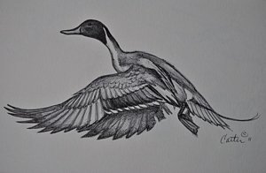 300x196 waterfowl hunting drawings fine art america - Waterfowl Drawings