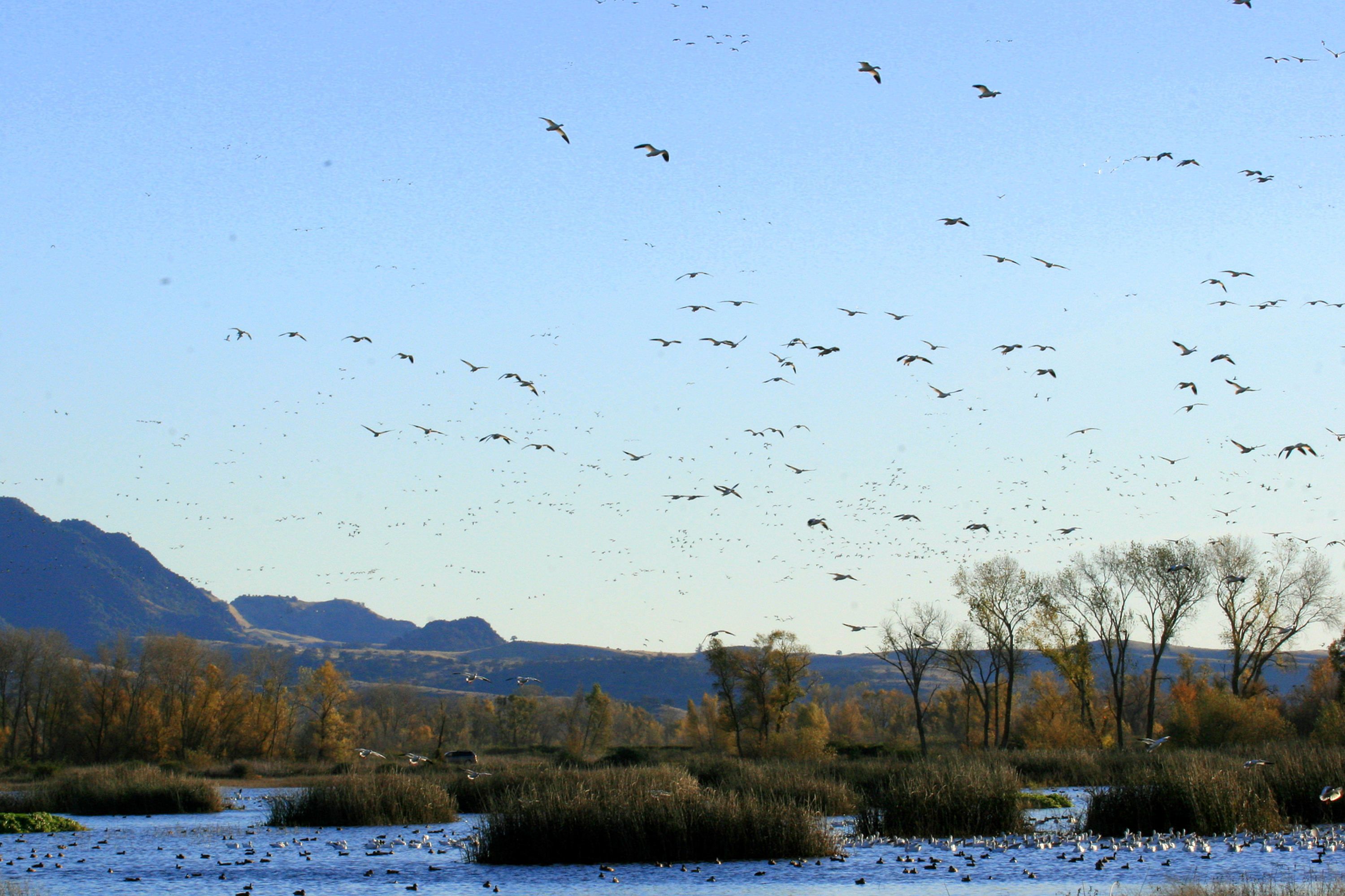 3000x2000 why are refuge reservations so hard to draw california outdoors - Waterfowl Drawings