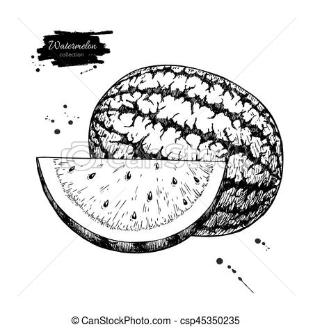 450x470 watermelon and slice vector drawing isolated hand drawn berry - Watermelon Line Drawing