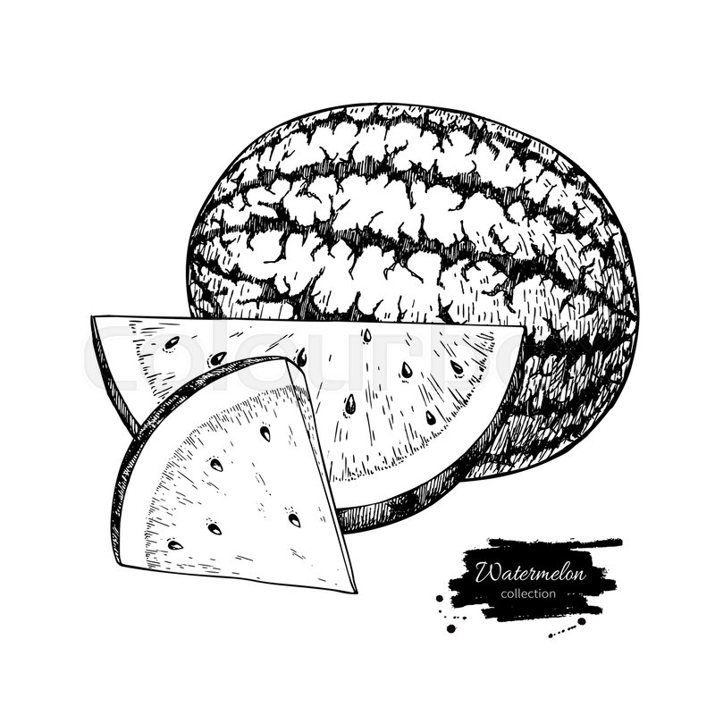 800x800 Watermelon And Slice Vector Drawing Stock Vector Colourbox - Watermelon Slice Drawing