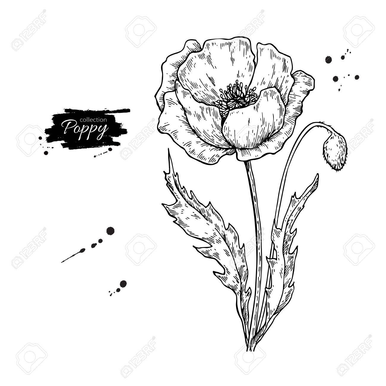 1300x1300 wealth drawing of poppy flower set royalty free cliparts vectors - Wealth Drawing