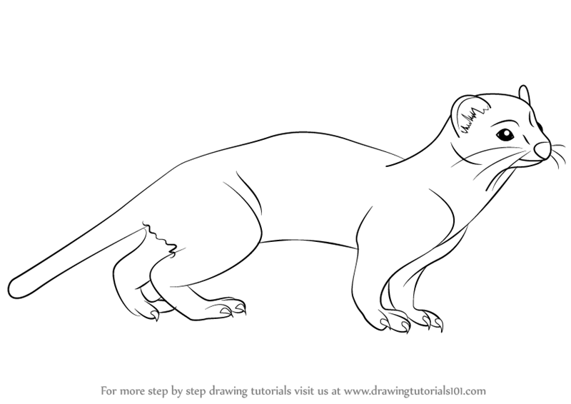 800x566 Learn How To Draw A Short Tailed Weasel - Weasel Drawing