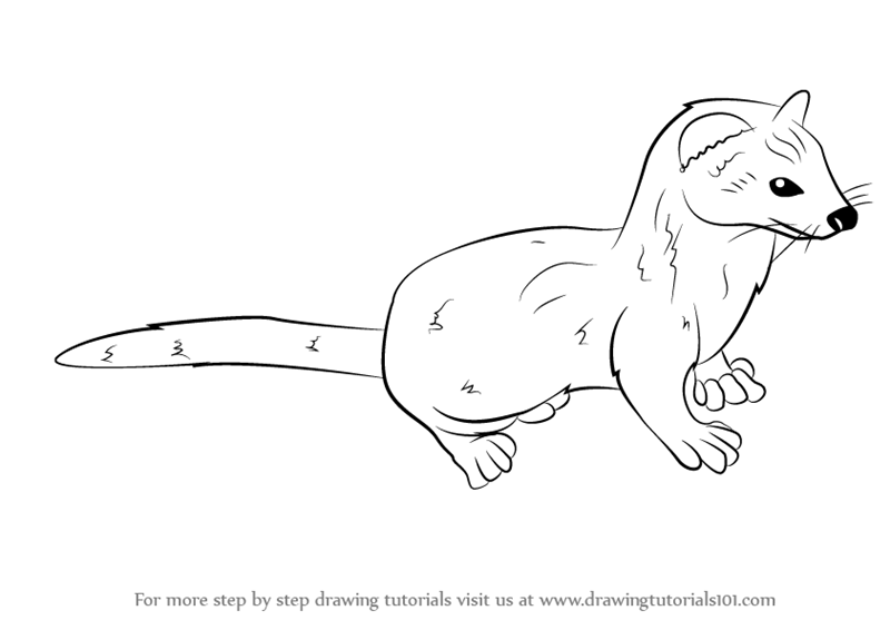 800x566 Learn How To Draw A Weasel - Weasel Drawing