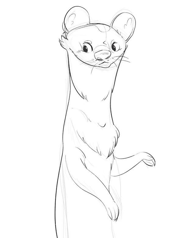 640x782 more animal sketches heres a weasel - Weasel Drawing