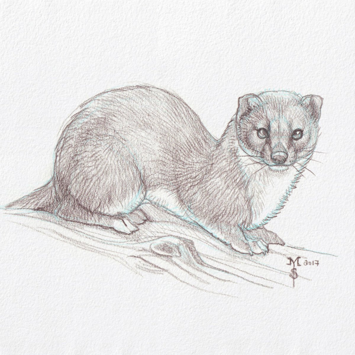Weasel Drawing at Explore collection of Weasel Drawing