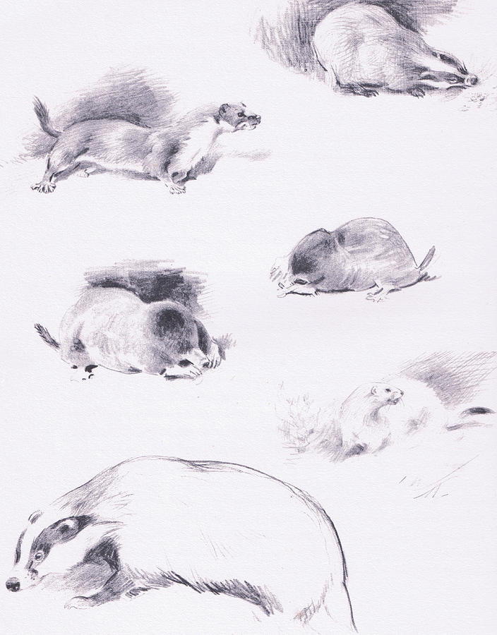 704x900 Stoat, Weasel, Badger And Mole Drawing - Weasel Drawing