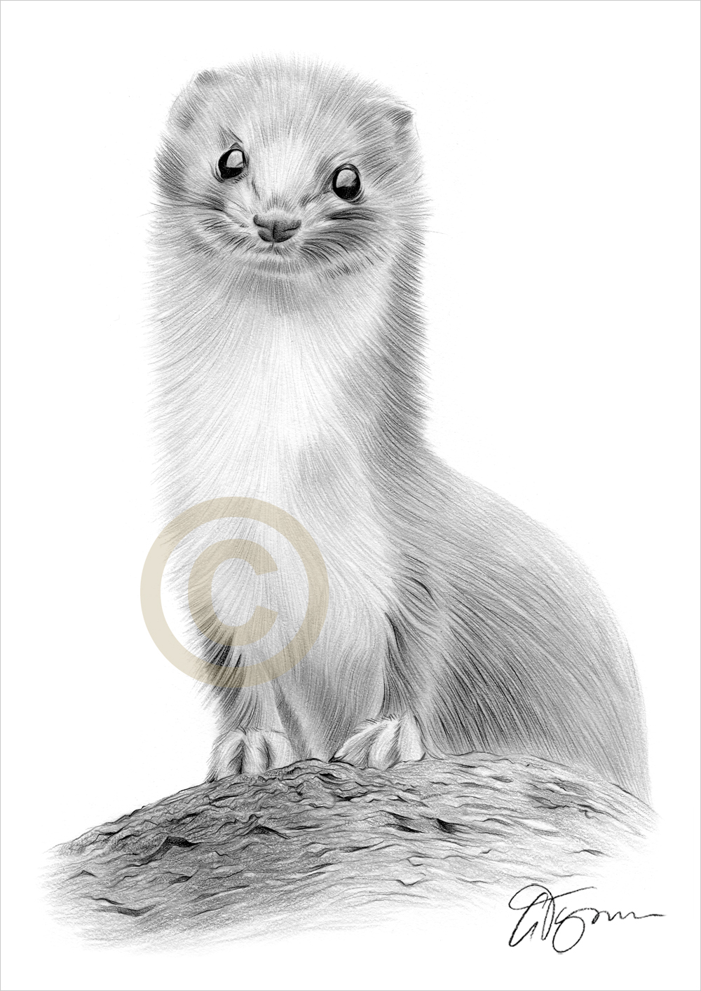 1000x1415 Weasel Pencil Drawing Art Print Sizes Signed Uk Artwork Ebay - Weasel Drawing