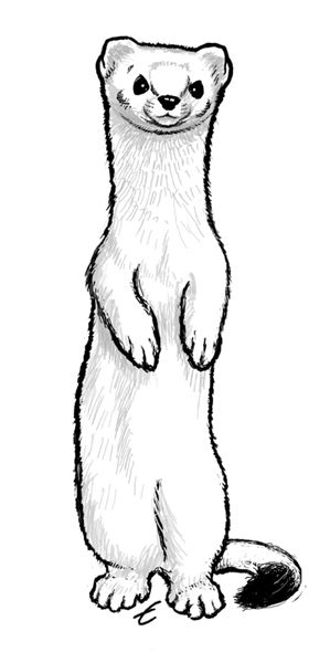 299x600 Weasel Cartoon Drawing - Weasel Drawing