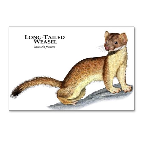 460x460 Weasel Drawing Postcards - Weasel Drawing