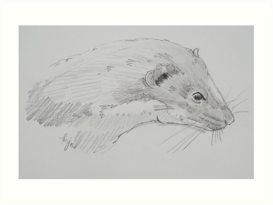 549x413 Weasel Head Side View Pencil Drawing Art Prints - Weasel Drawing