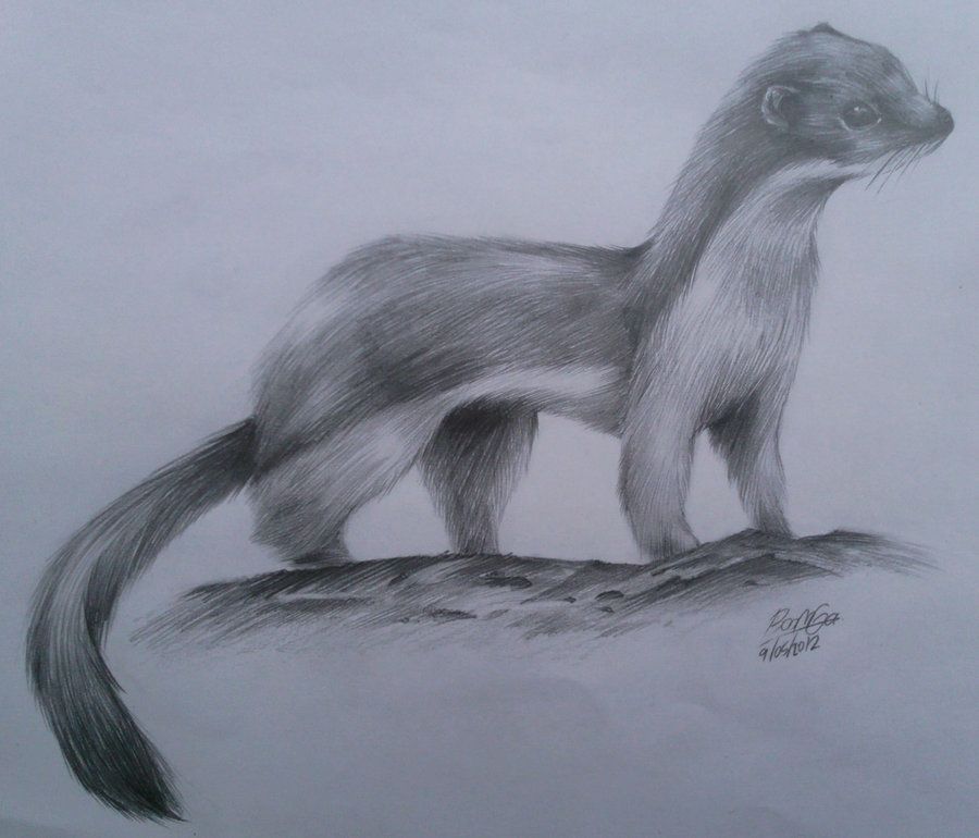 900x770 Weasel Drawing - Weasel Drawing