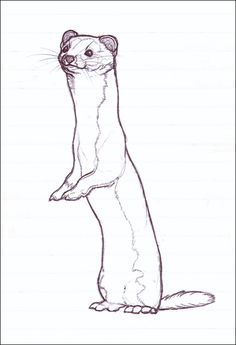 236x345 Weasel Tattoo Designs - Weasel Drawing