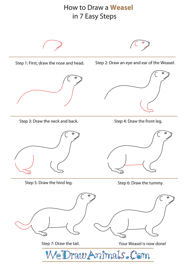 600x868 How To Draw A Weasel - Weasel Drawing