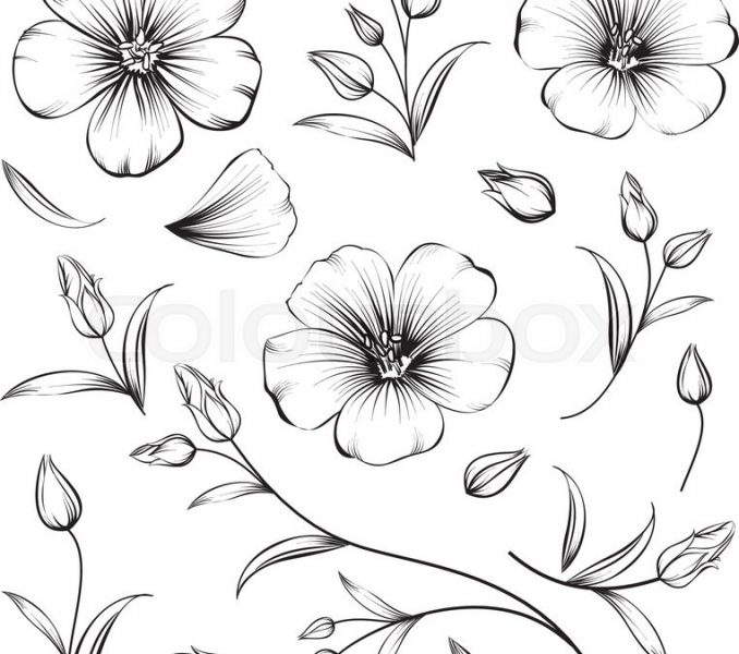678x600 Sakura Flower Drawing Collection Of Sakura Flowers Set Cherry - Wedding Flowers Drawing