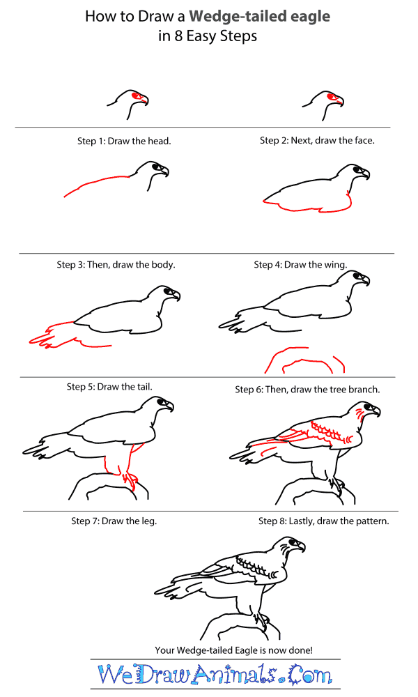 600x1000 how to draw a wedge tailed eagle - Wedge Drawing