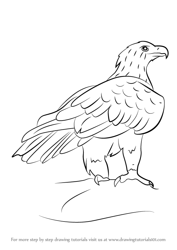 596x842 learn how to draw a wedge tailed eagle - Wedge Drawing