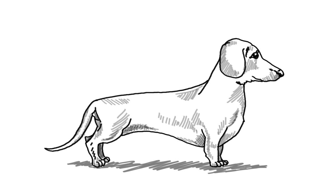 1280x720 how to draw a dachshund dog step - Weenie Dog Drawing