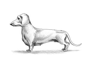 300x200 how to draw dachshund step - Weenie Dog Drawing