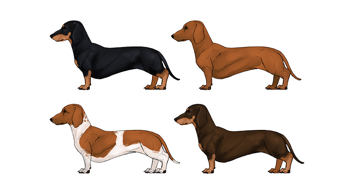 700x370 how to draw a dog details make the difference - Weenie Dog Drawing