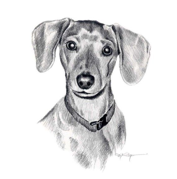 570x579 miniature dachshund dog pencil drawing art print - Weenie Dog Drawing