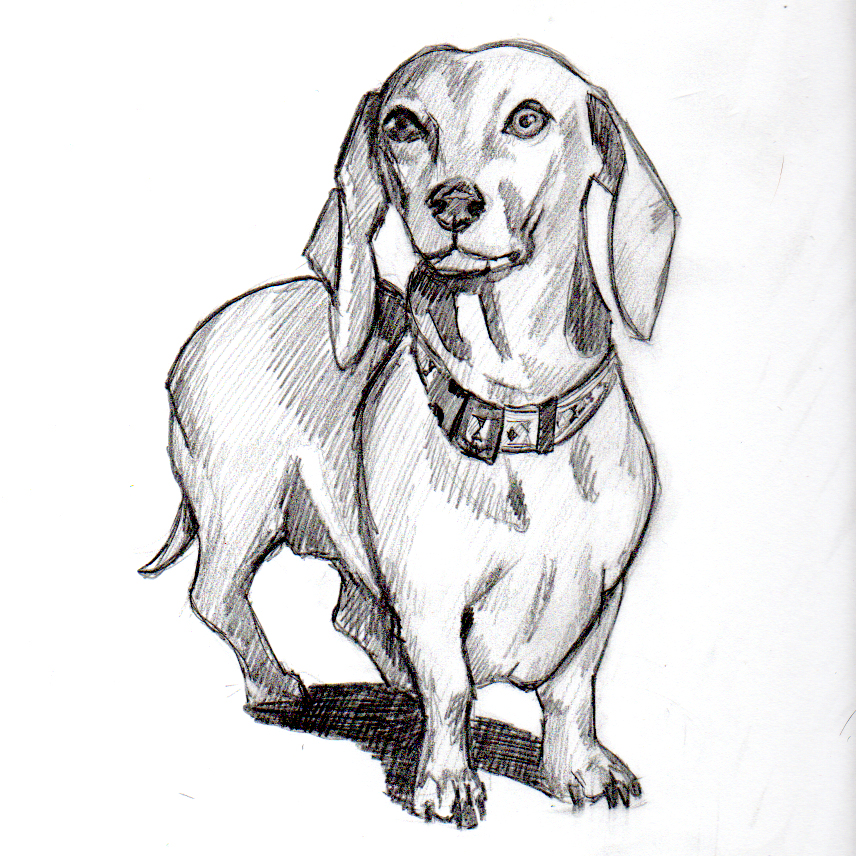 856x856 quick sketch of tango cinnamonsaturday - Weenie Dog Drawing