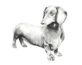 340x270 wiener dog drawing etsy - Weenie Dog Drawing