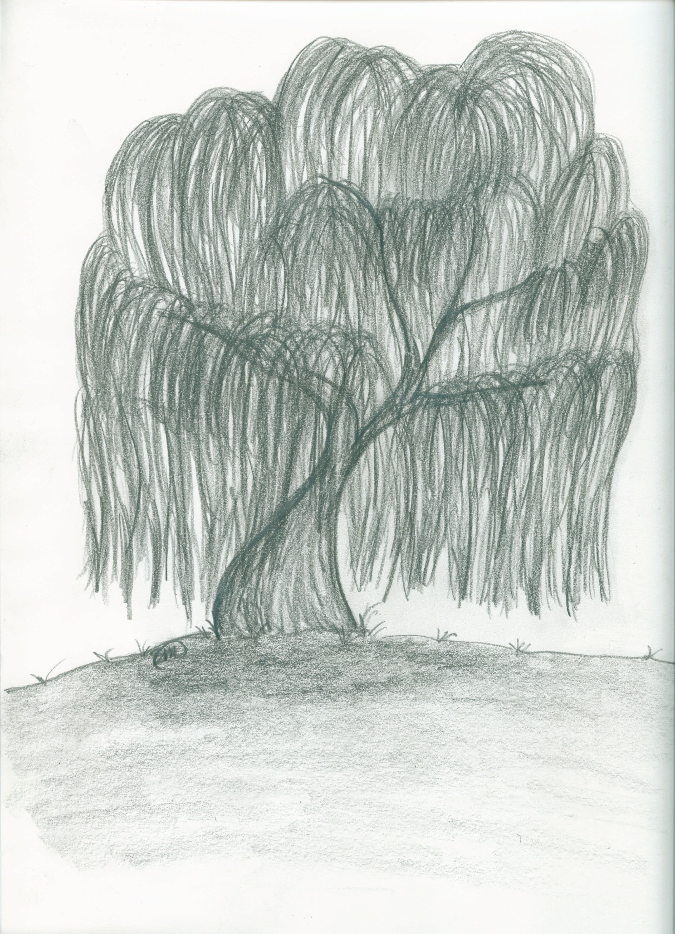 2562x3543 my drawing of a weeping willow my stuff drawings, weeping - Weeping Willow Drawing
