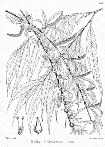 342x479 uvm tree profiles weeping willow weeping willow - Weeping Willow Drawing