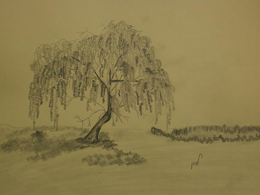 900x675 weeping willow drawing - Weeping Willow Drawing