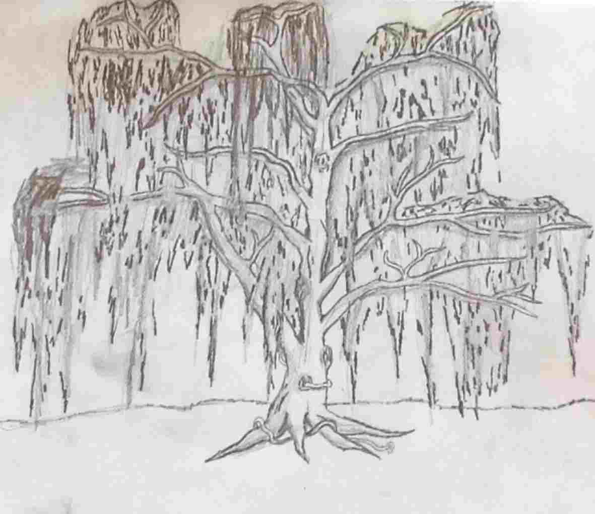 1181x1021 how drawing willow tree to draw a tree weeping willow - Weeping Willow Drawing