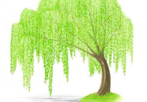 300x210 watercolor weeping willow and water rhcom wall art fresh - Weeping Willow Drawing