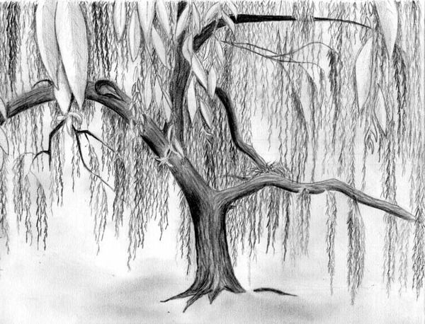 600x458 weeping willow drawing - Weeping Willow Drawing