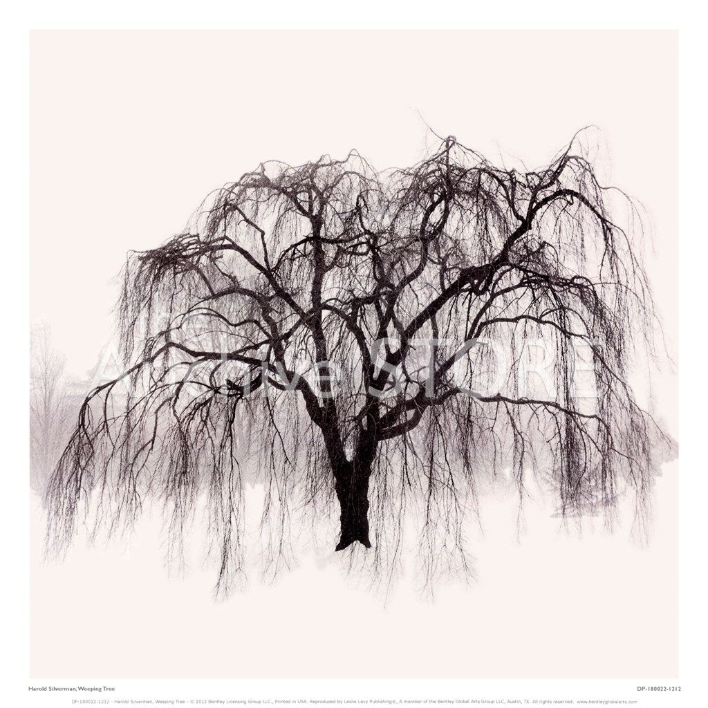 1024x1024 willow tree drawing weeping willow tree drawings pic - Weeping Willow Drawing