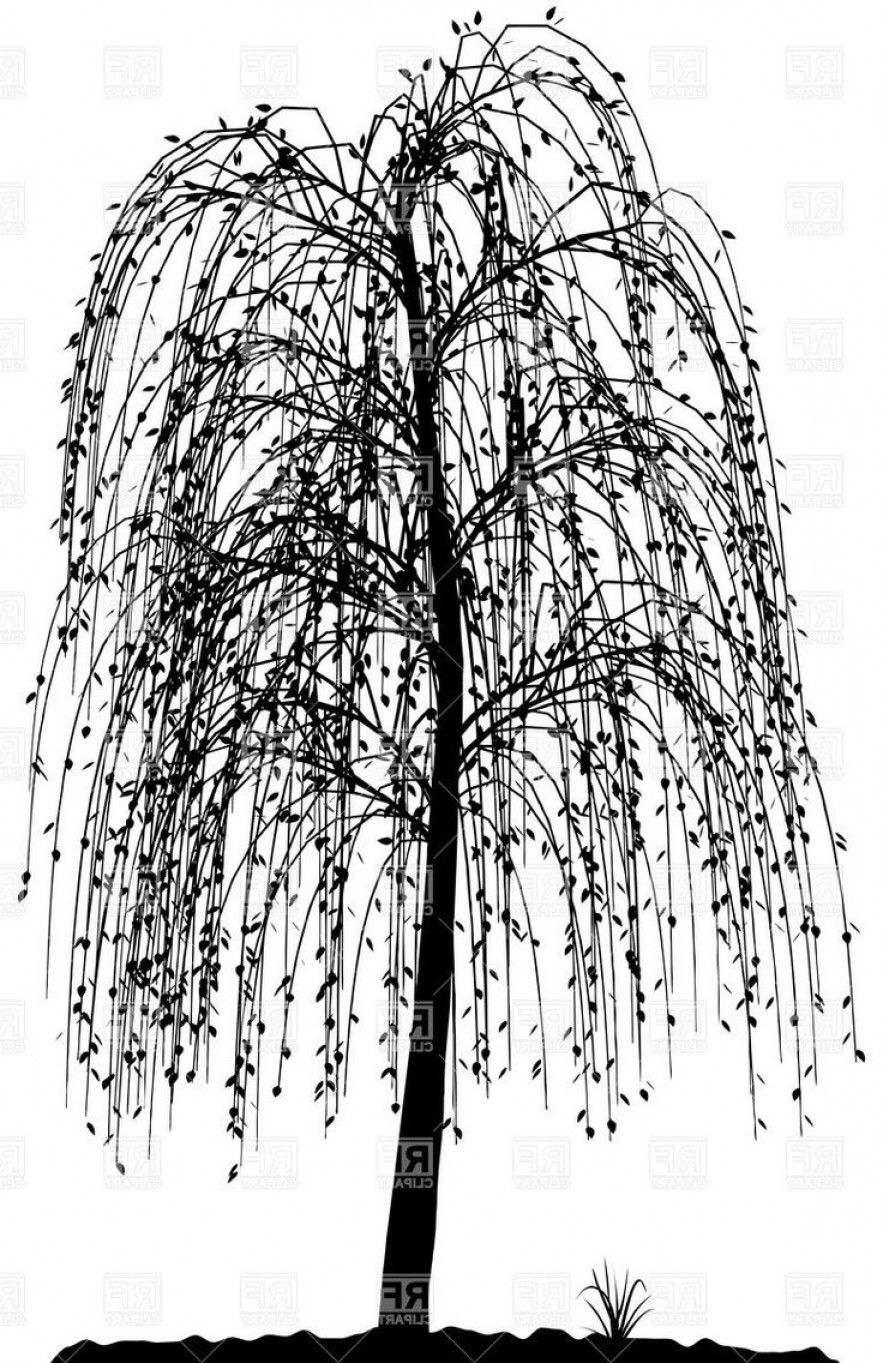 Weeping Willow Tree Drawing at PaintingValley.com | Explore collection ...