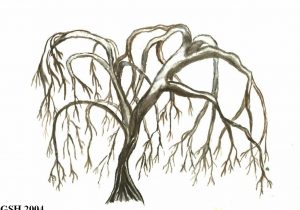 300x210 Weeping Willow Tree Drawing - Weeping Willow Tree Drawing