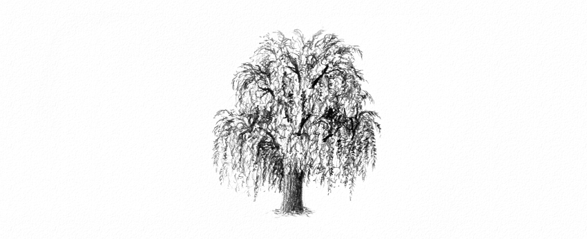 850x346 Weeping Willow Tree Drawing Photo Drawing Skill - Weeping Willow Tree Drawing